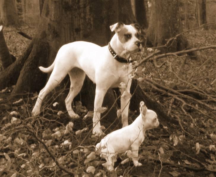 Amerikansk bulldog Pink billede 8