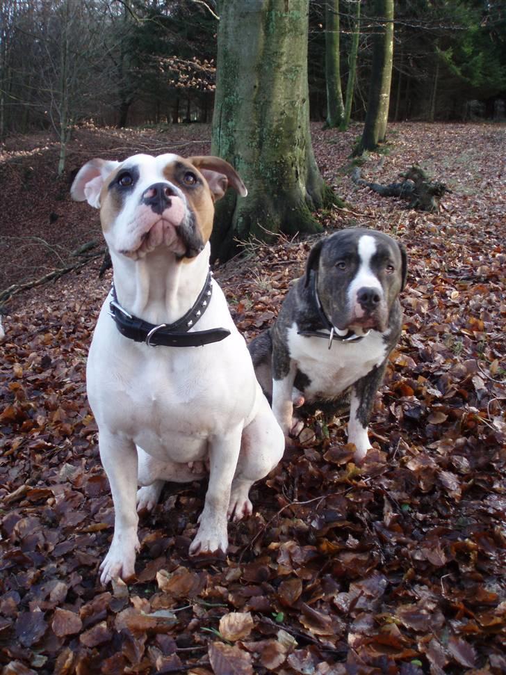 Amerikansk bulldog Pink billede 9