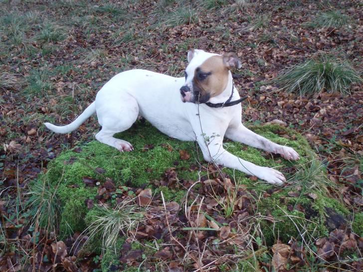 Amerikansk bulldog Pink billede 10