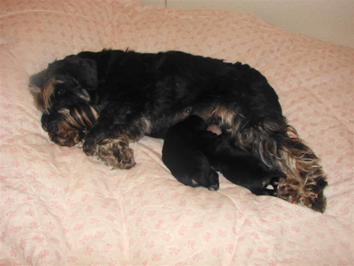 Dvaergschnauzer Tiramisu - Tira har fået Tvillinger den 19 December billede 14