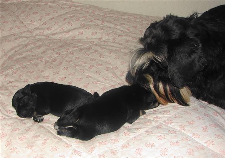 Dvaergschnauzer Tiramisu - Tira med sine hvalpe Othello o Ofelia billede 15