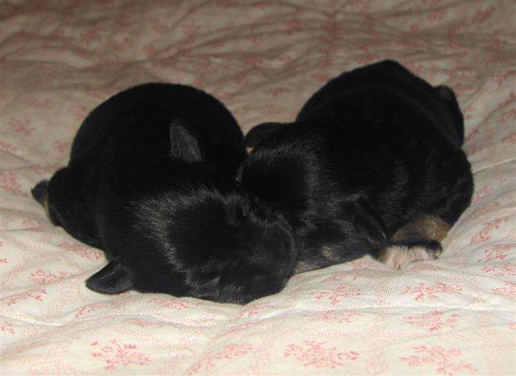 Dvaergschnauzer Tiramisu billede 16