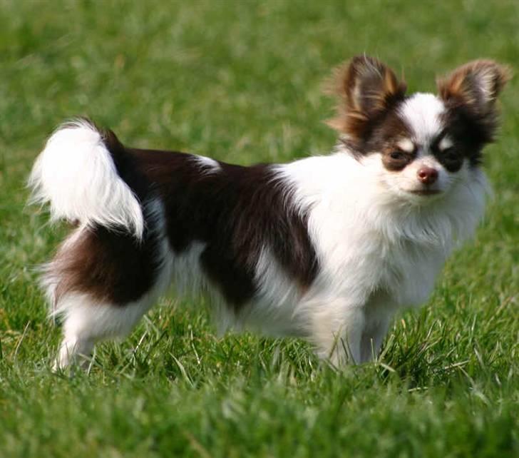 Chihuahua Quinie billede 1