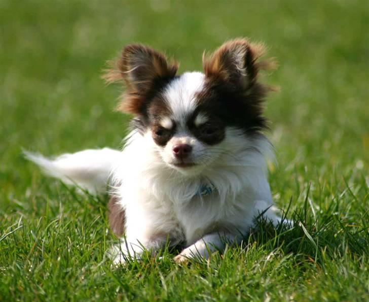 Chihuahua Quinie billede 2