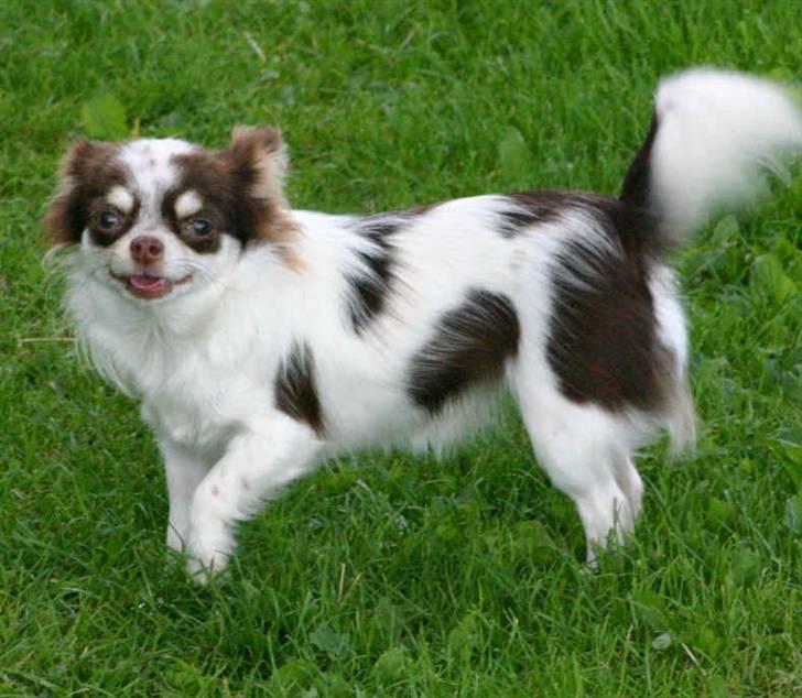 Chihuahua Quinie billede 3