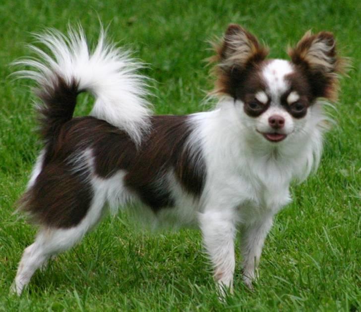 Chihuahua Quinie billede 4