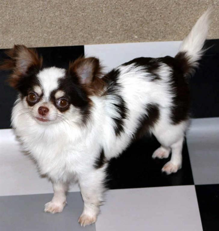 Chihuahua Quinie billede 5