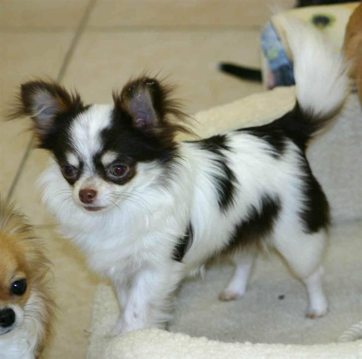Chihuahua Quinie billede 6