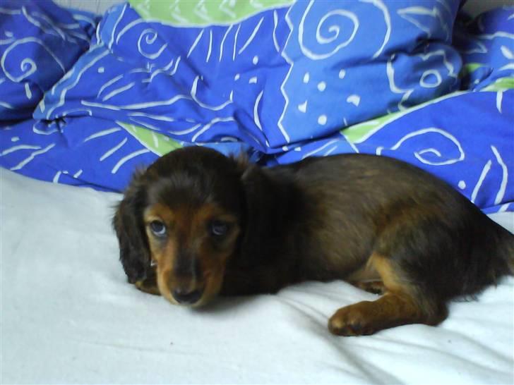 Miniature gravhund luffe - første dag i mit nye hjem billede 5