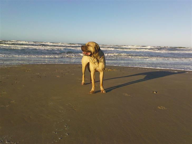 Mastiff Holger (Find holger ) - På stranden den 30-12-07 billede 14