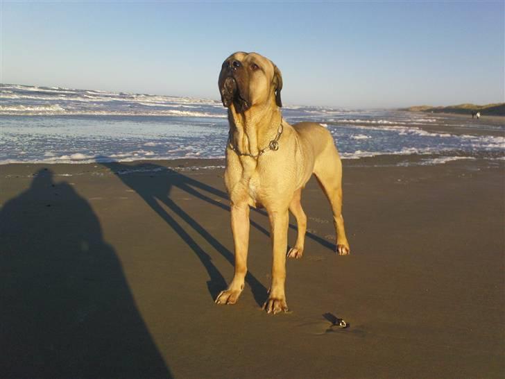 Mastiff Holger (Find holger ) - På stranden den 30-12-07 billede 15