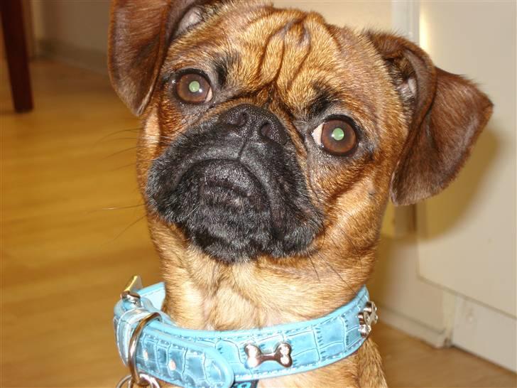 Blanding af racer Ludvig billede 1