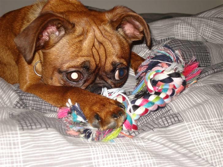 Blanding af racer Ludvig billede 2