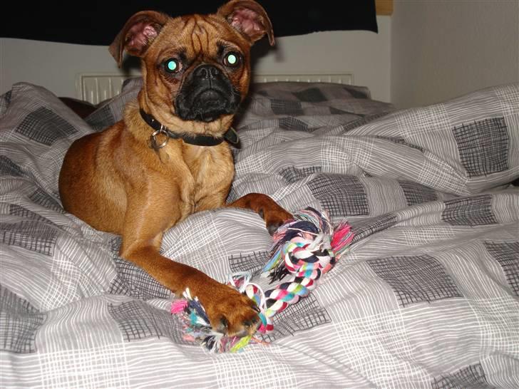 Blanding af racer Ludvig billede 3