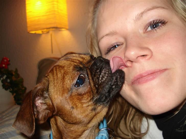 Blanding af racer Ludvig billede 4