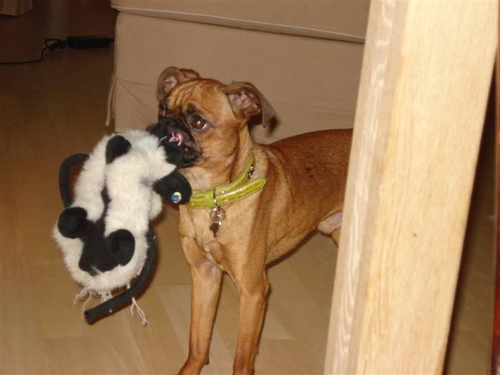 Blanding af racer Ludvig billede 5