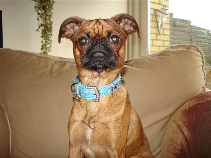 Blanding af racer Ludvig billede 6