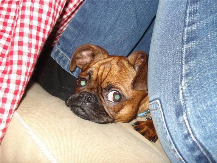 Blanding af racer Ludvig billede 7