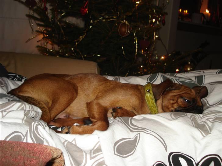 Blanding af racer Ludvig billede 8