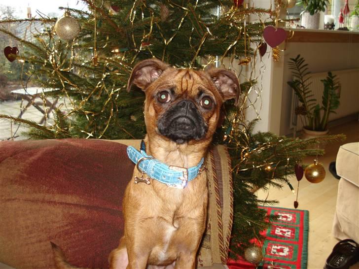 Blanding af racer Ludvig billede 9