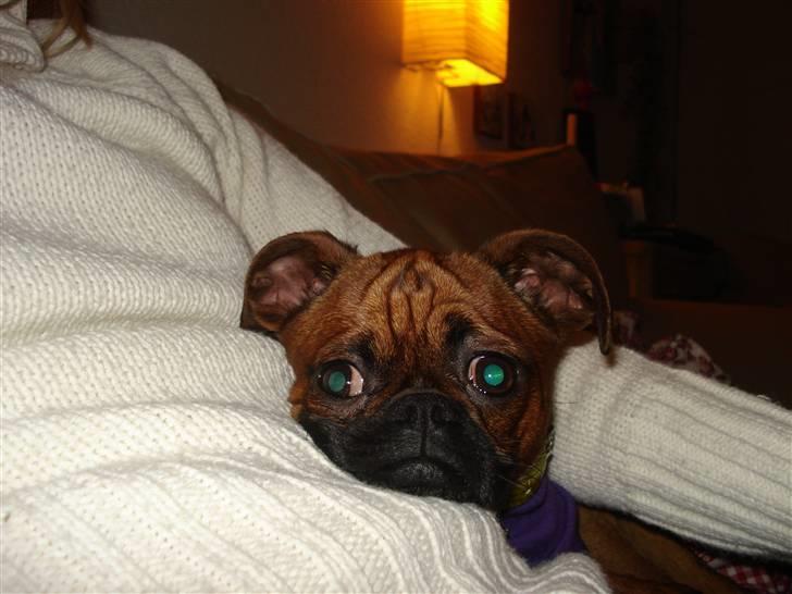 Blanding af racer Ludvig billede 10