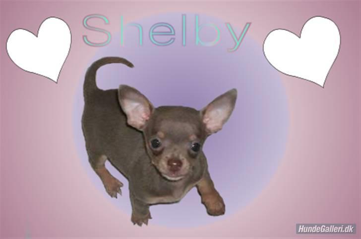 Chihuahua Shelby *03.10.* - Lavet af Michelle L (mange tak) billede 14