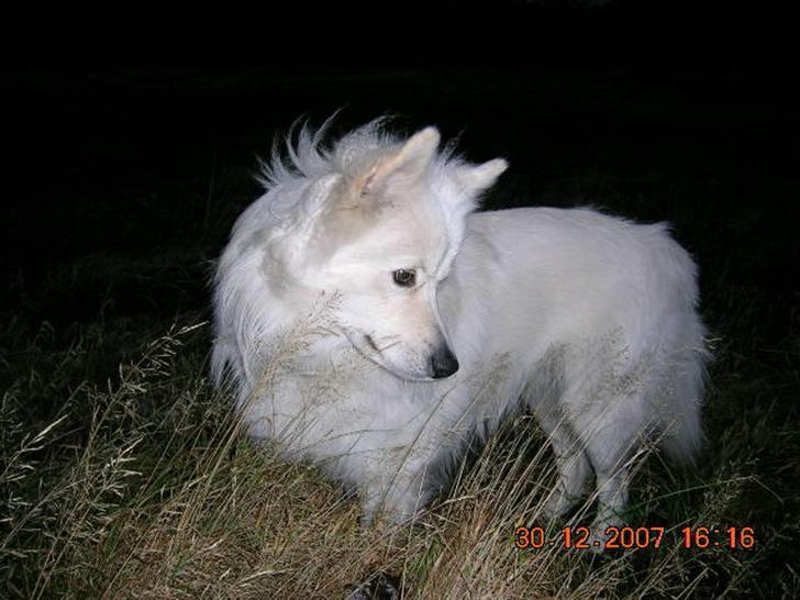 Samojedhund Bingo - Halløj--der er da vist noget der rø´r på sig !! billede 14