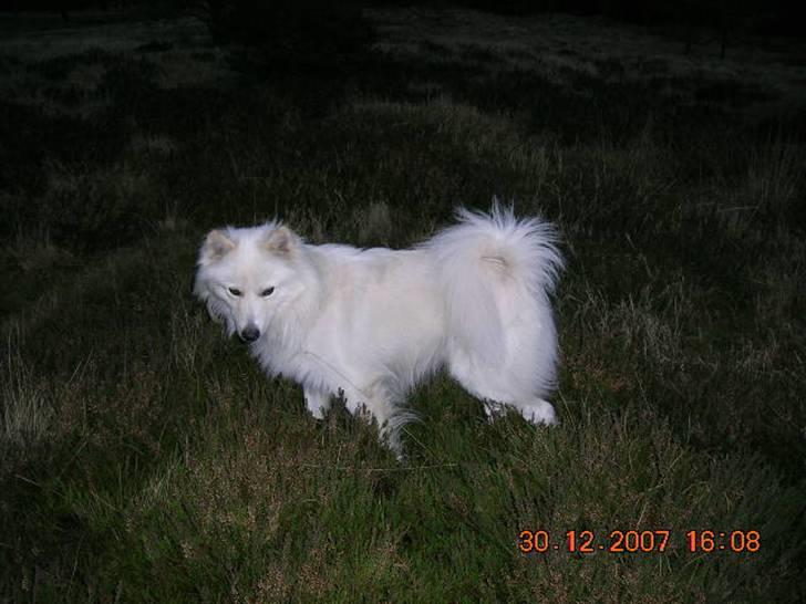 Samojedhund Bingo - Det må jeg vist hellere se nærmere på. billede 15