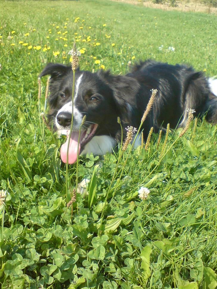 Border collie Nemo billede 8