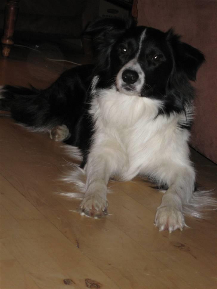 Border collie Nemo billede 9