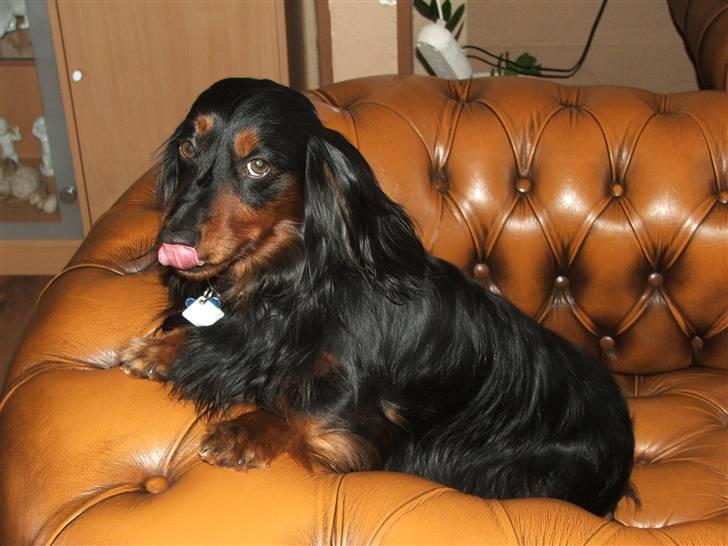 Gravhund magnus - hej er jeg ikke bare nuttet. billede 1