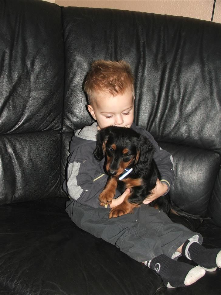 Gravhund magnus - hyggetid. billede 3