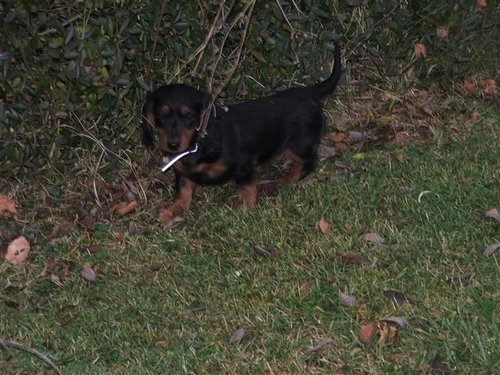 Gravhund magnus - på opdagelse i haven! billede 4