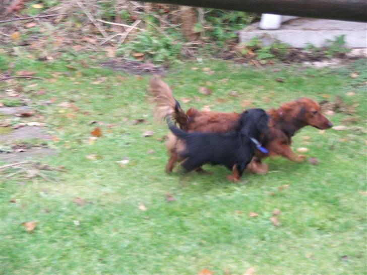 Gravhund magnus - løbetur sammen med stella. billede 5