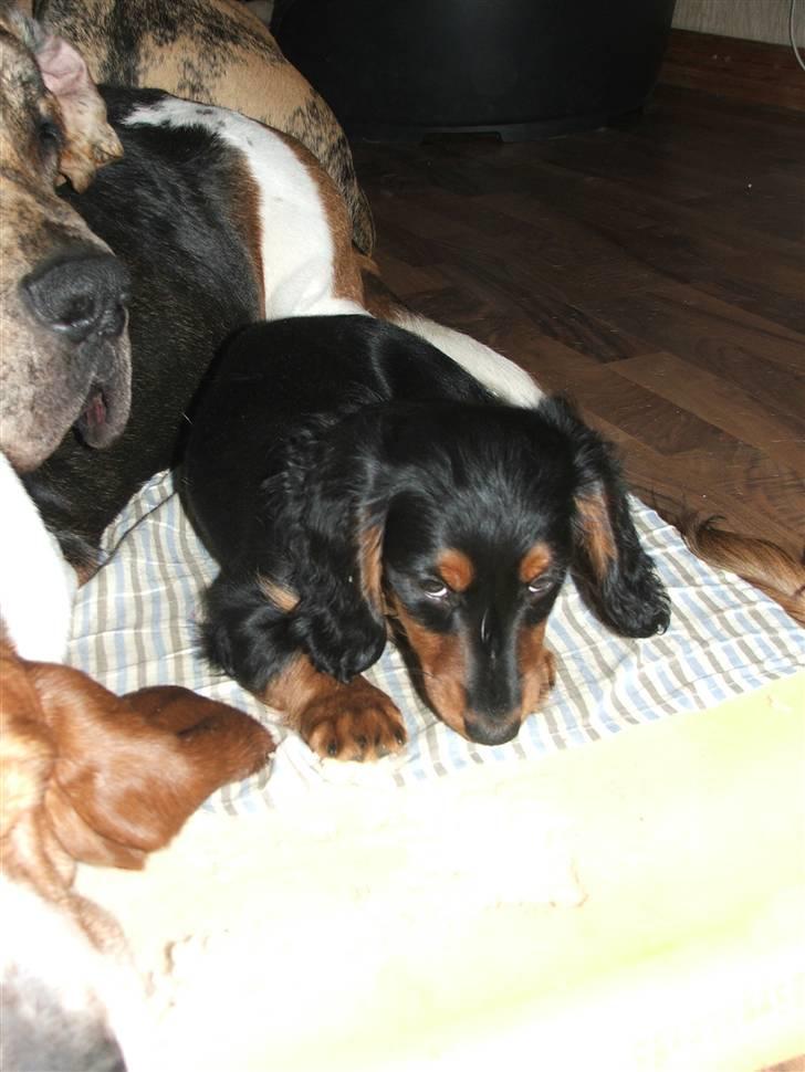 Gravhund magnus - hej er jeg ikke bare nuttet. billede 6