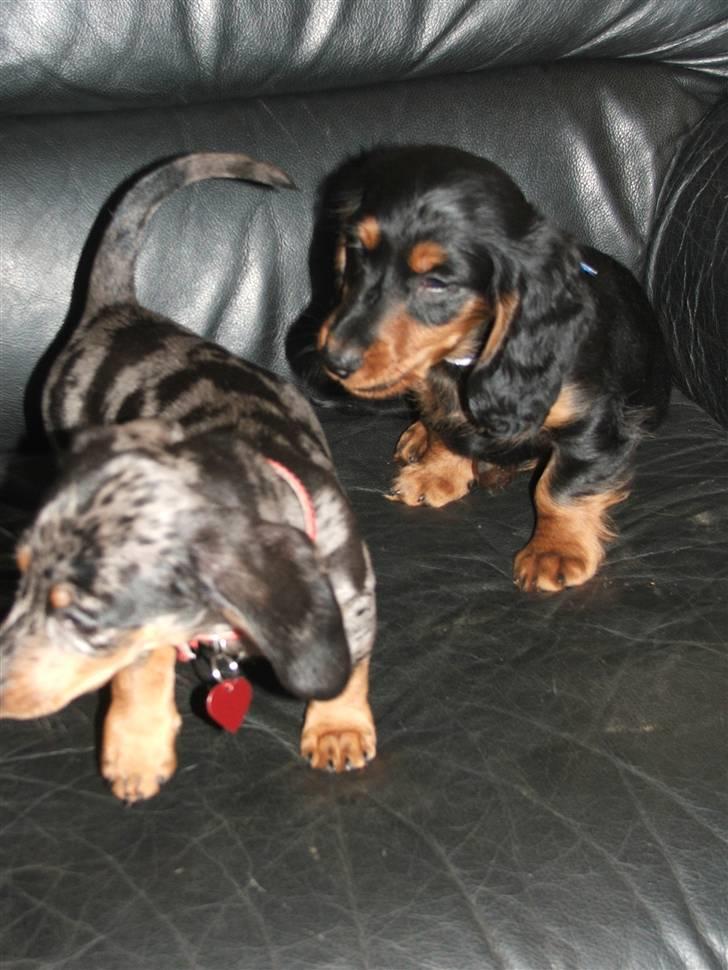 Gravhund magnus - her leger jeg med en lege veninde "fanni" hun er sød :O) billede 7