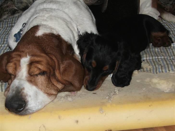 Gravhund magnus - magnus hygger med bernhard. billede 8