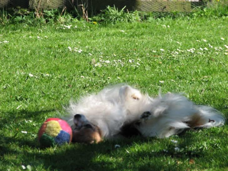 Papillon blomme R.I.P billede 16