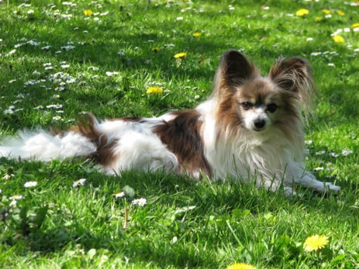 Papillon blomme R.I.P billede 17