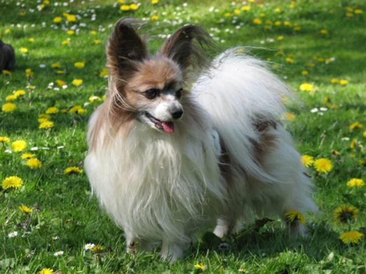 Papillon blomme R.I.P billede 18