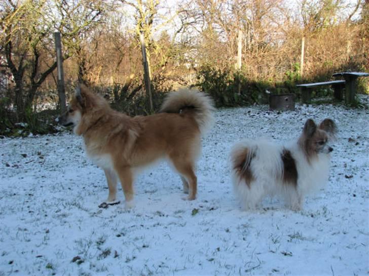 Papillon blomme R.I.P billede 19