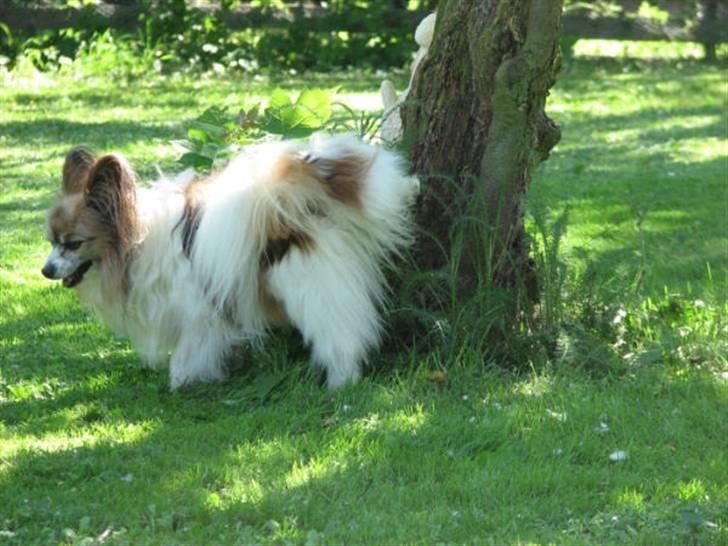 Papillon blomme R.I.P billede 20