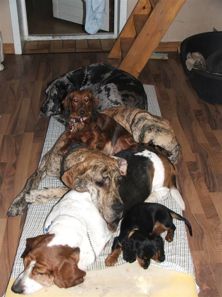 Gravhund magnus - sove/hygge tid for hele familien!!!! billede 9