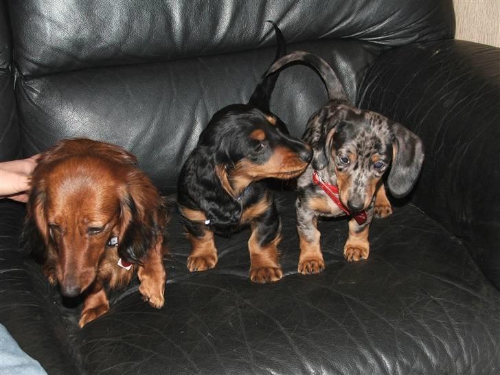 Gravhund magnus - stella og magnus og deres legeven "fanni" billede 10
