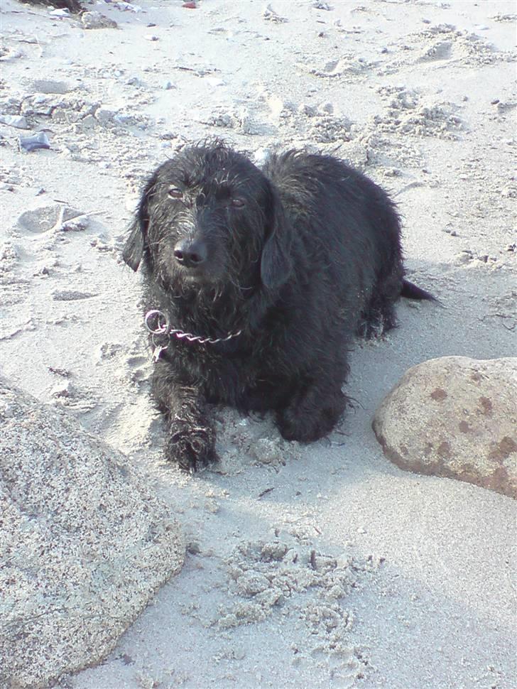 Gravhund Molly R.I.P - Ligger lige og slapper a efter en tur i vandet :D  billede 14
