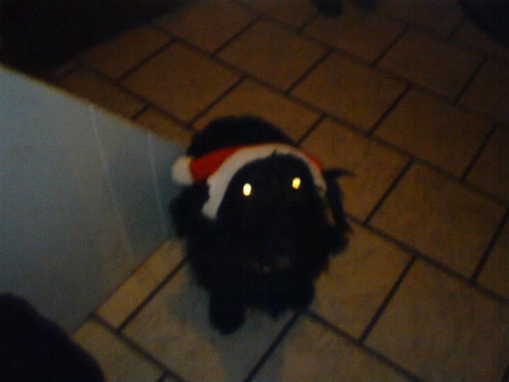 Gravhund Molly R.I.P billede 15