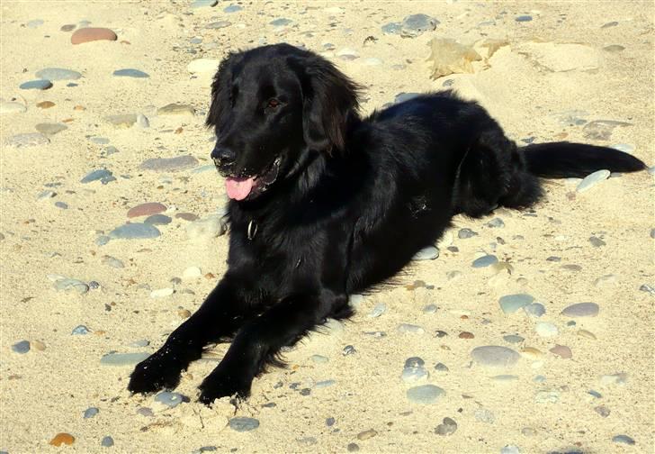 Flat coated retriever Troels billede 1
