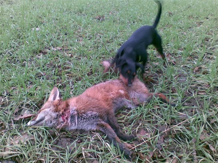 Tysk jagtterrier Ayo billede 7