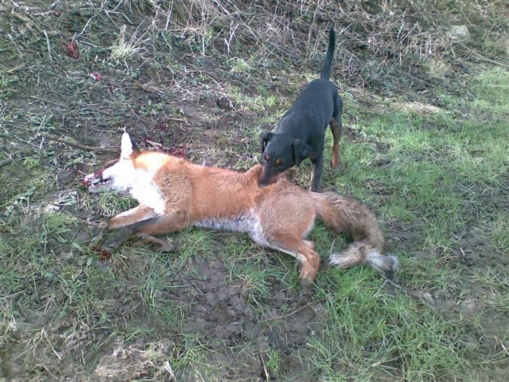 Tysk jagtterrier Ayo billede 8