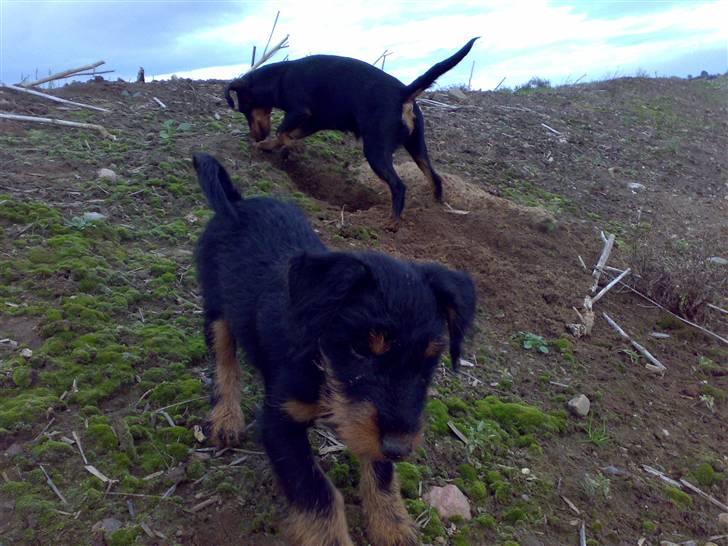 Tysk jagtterrier Ayo billede 9